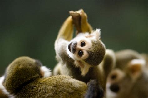 Baby squirrel monkey - Teh Cute