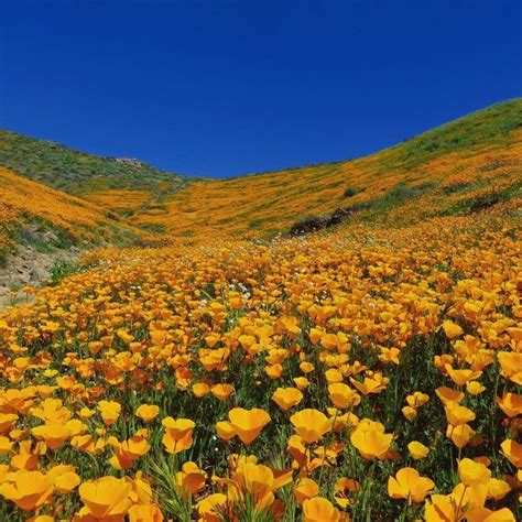 9 Magical Photos of California’s Wildflower Super Bloom | California wildflowers, Wild flowers ...