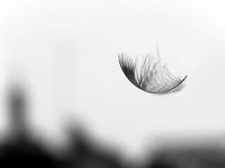 a feather | Dr. Partha Sarathi Sahana | Flickr