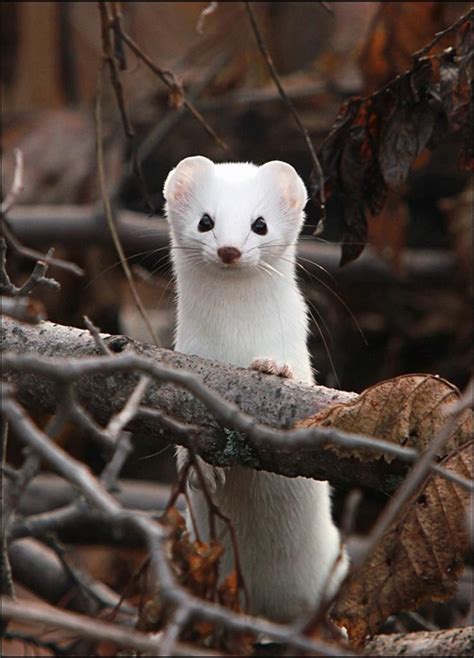 Stoat, or Ermine, (Mustela erminea), in its winter coat. Do not approach, feed, or pet ...