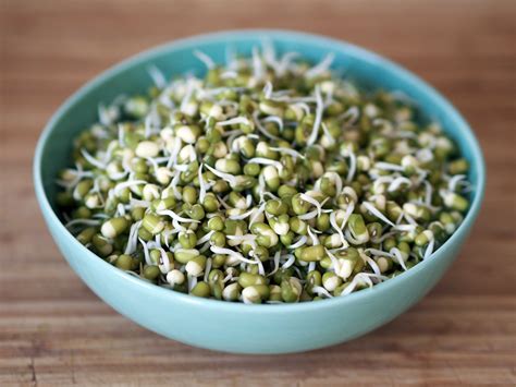 Mung Bean Sprouts Fact, Health Benefits & Nutritional Value