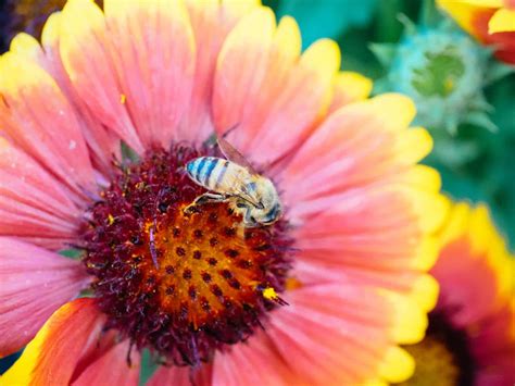 Foolproof Five: The Best Plants to Grow for Bees | Garden Betty