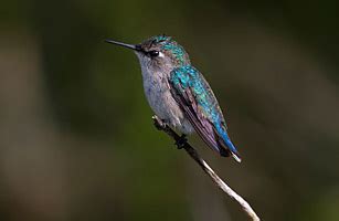 Bee Hummingbird Facts, Habitat, Diet, Life Cycle, Baby, Pictures