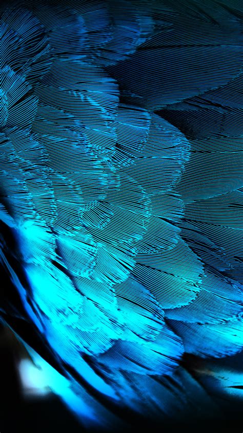 🔥 [30+] Blue Feather Wallpapers | WallpaperSafari