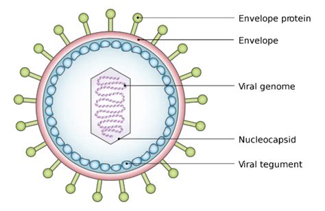 Are There Any Dna Viruses: Unveiling The Secrets Of Genetic Infections