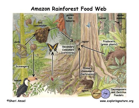 Amazon Rainforest Food Web