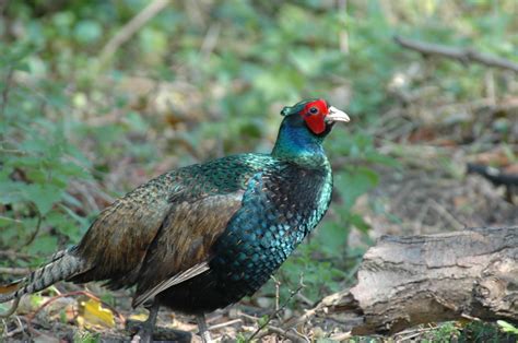 Free photo: male pheasant - Bird, Colors, Colourful - Free Download ...