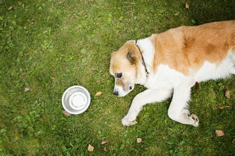 Excessive Drinking in Dogs: How Much is Too Much? An Expert Explains ...