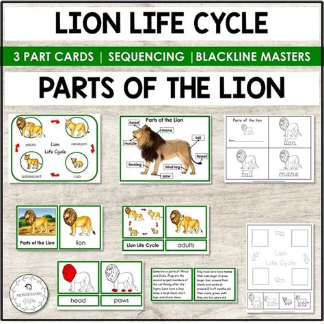 Lion Life Cycle Diagram