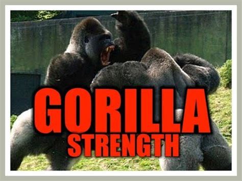 GORILLA STRENGTH!!! - YouTube