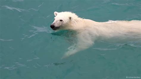 Polar Bear Swimming