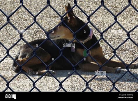 Mean junkyard guard dog hi-res stock photography and images - Alamy