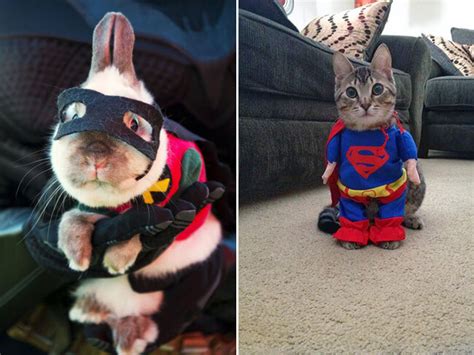 24 Animal Cosplay Pictures That Prove Pets Are Better At This Than Humans