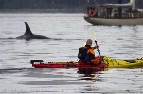 Kayaking With Orca Whales