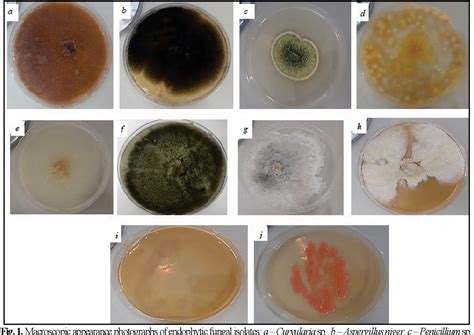 Figure 1 from Biosystems Diversity | Semantic Scholar