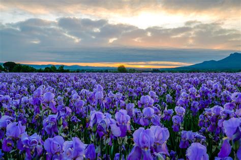 Iris Meaning | Symbolism of Iris Flowers | Bouqs Blog