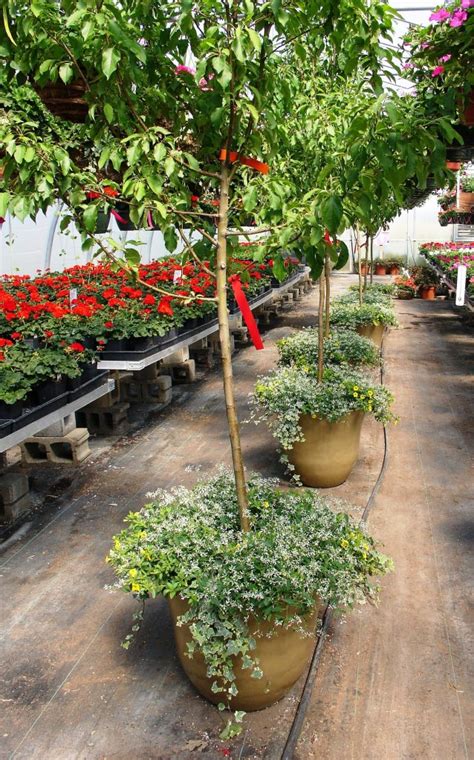 10 Best Dwarf Trees For Pots to Grow in Your Yard