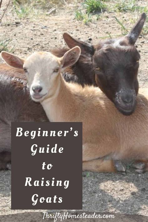 Beginner's Guide to Raising Goats | Goats, Pet goat, Raising goats