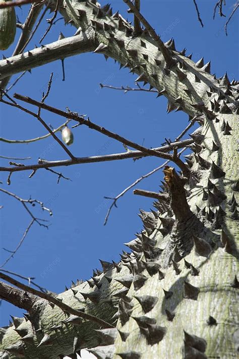 Pohon Ceiba Antilles Makro Hutan Hujan Besar Foto Latar belakang Dan Gambar Untuk Download ...