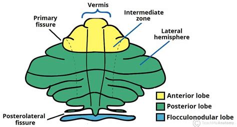 Cerebellum Anatomy