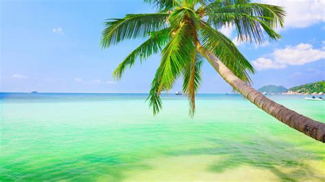 Hd Pics Photos Attractive Best Beach Coconut Tree Blue - Coconut Tree Background Hd - 1920x1080 ...