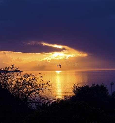 Two Birds Flying Into The Sunset Stock Photo - Image of beautiful ...