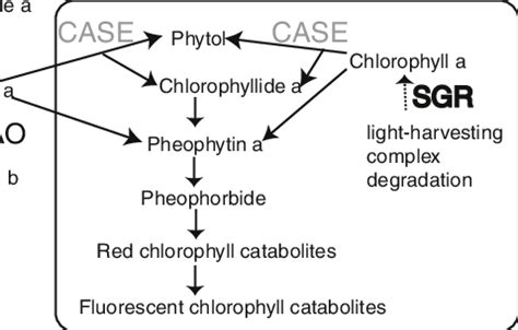 Chlorophyll biosynthesis and degradation pathway. Only genes present on... | Download Scientific ...