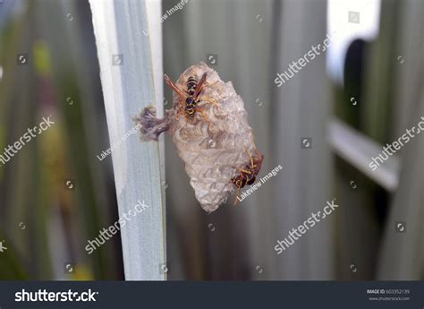 Australian Paper Wasps Polistes Humilis Work Stock Photo 603352139 ...