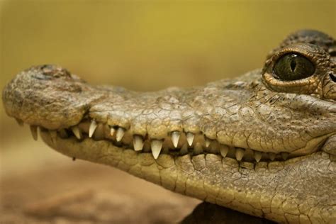 Philippine Crocodile - Creature Feature