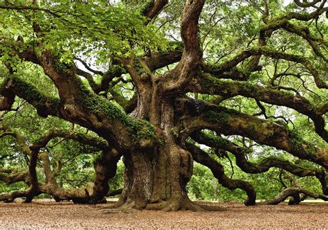 1,500 Year Old Oak Tree in South Carolina : pics