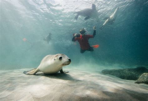 Southern Eyre Peninsula Birdwatching Tour | Australian Wildlife Journeys