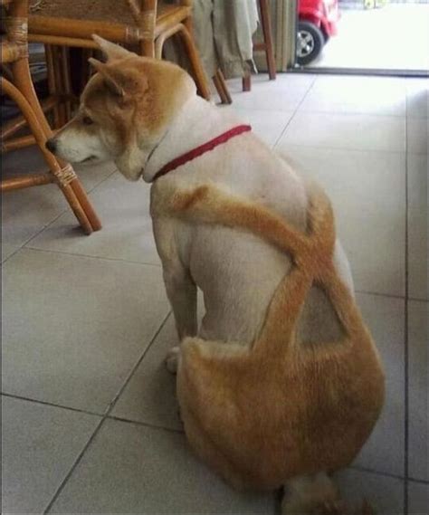 15+ Times Pet Haircuts Went So Wrong, It’s Hilarious / Bright Side