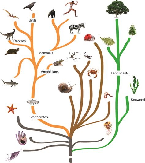 Tree of Life – Product Evolution