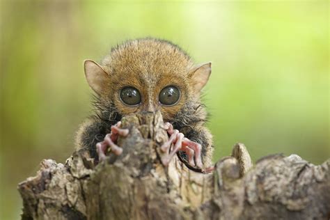 Baby Tarsier Photograph by Abdul Gapur Dayak - Pixels