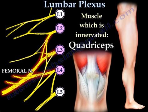 Lumbar Plexus #Anatomy — OrthopaedicPrinciples.com