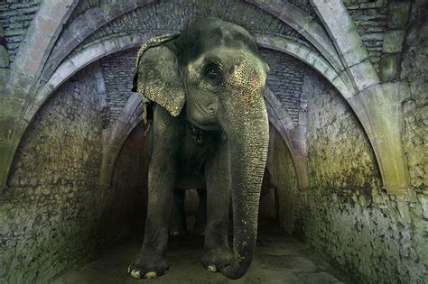 Asian Elephant - Xi art