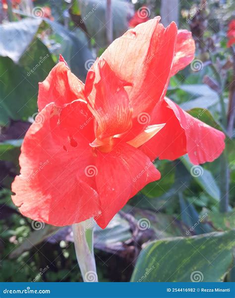 Kana Flower (Canna Indica Lily), in Indonesia is Commonly Called the ...