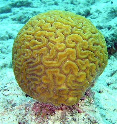 File:Brain coral.jpg - Wikimedia Commons