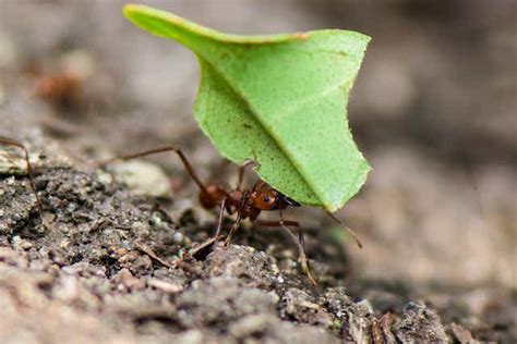 Leaf Cutter Ant Fungus