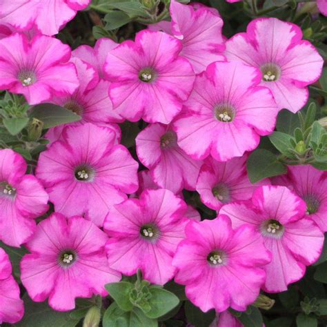 Proven Winners Supertunia Raspberry Blast (Petunia) Live Plant, Light Pink Flowers with Dark ...