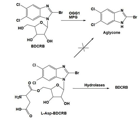 BDCRB N-glycosidic bond cleavage by 8-oxoguanine DNA glycosylase (OGG1)... | Download Scientific ...