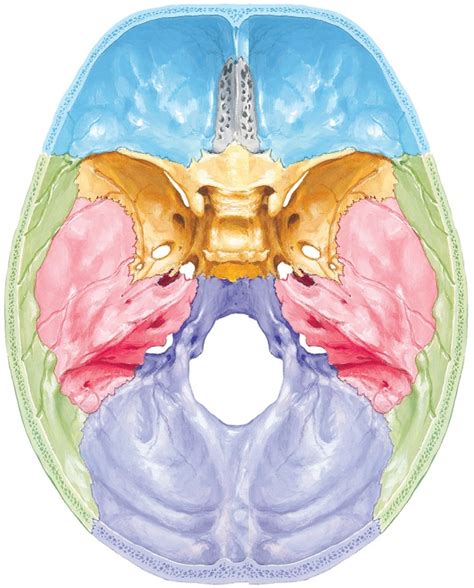 Cranial cavity Diagram | Quizlet