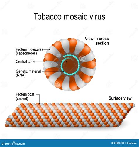 Tobacco Mosaic Virus. Royalty-Free Stock Image | CartoonDealer.com #67459690