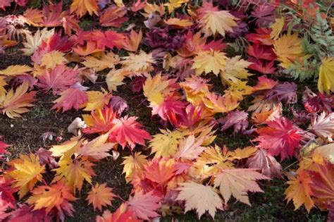 These amazing leaves belong to Acer japonicum - 'O isami'. | Japanese ...