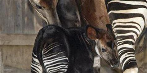 Okapi Baby And His Mom Flaunt Their Stripes In Candid PHOTO | HuffPost