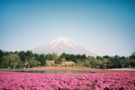 Cherry Blossoms at Mt Fuji, Japan 🇯🇵 : analog