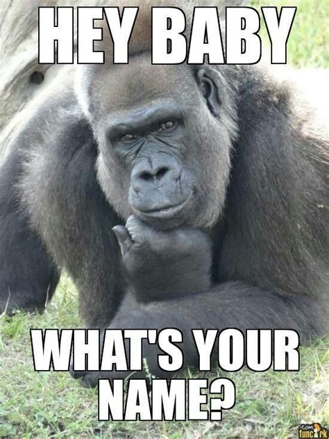 Funny Gorilla Meme