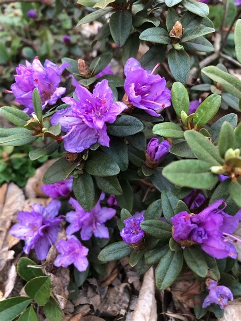 Purple Gem Rhododendron : Rhododendron 'Purple Gem' Rhododendron from ...