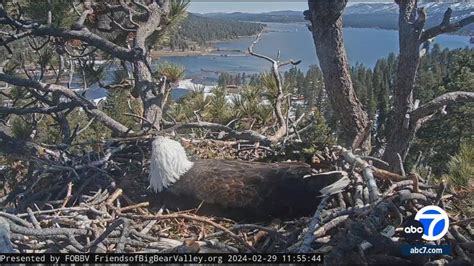 Pip watch begins for famous Big Bear bald eagles Jackie and Shadow, now caring for three eggs in ...