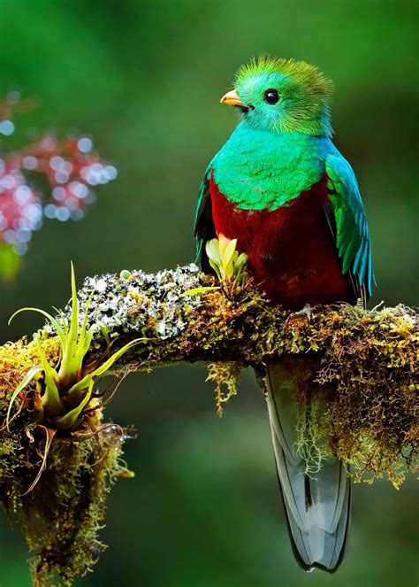 26 of the Most Colorful Birds on the Planet (And Where to Find Them) | Schöne vögel ...